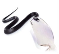 Bolle safety - Cobra