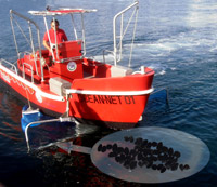 Absorbant hydrocarbures sur l'eau