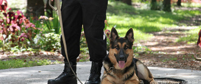 agent securite chien