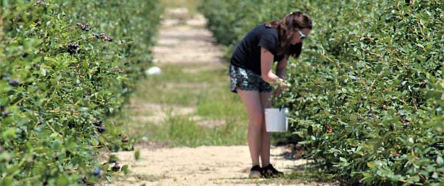 Secteur agricole : comment accueillir les travailleurs saisonniers en période de covid-19 ?