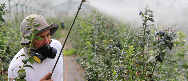 PESTICIDES : Les EPI protègent-ils vraiment ?